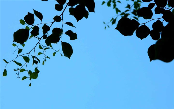 Leaves Ands Sky All Mac wallpaper