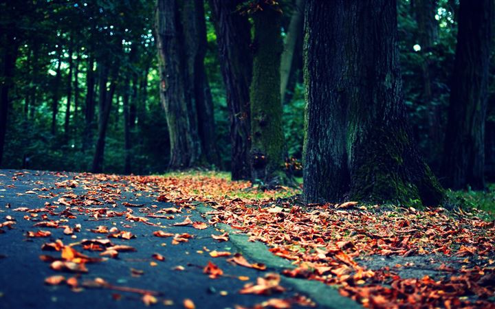 Leaves On The Road All Mac wallpaper