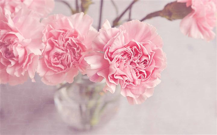 Light Pink Carnation Flowers All Mac wallpaper