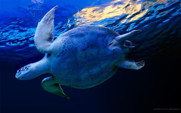 Marine turtle MacBook Air wallpaper