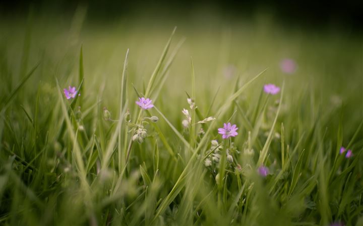 Meadow And Flowers All Mac wallpaper