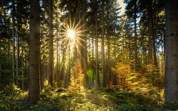 Morning Sun Rays Forest All Mac wallpaper