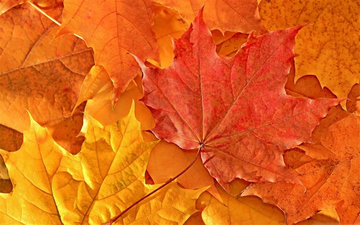 Oak Leaves All Mac wallpaper