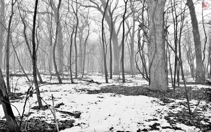Path Through Foggy Woods All Mac wallpaper