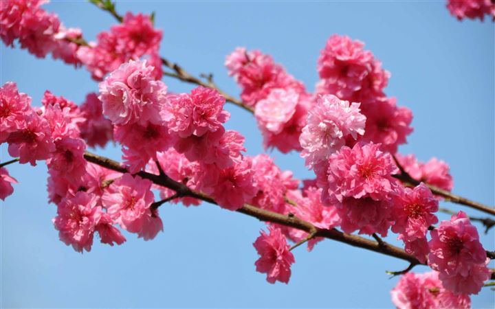 Peach Tree In Bloom Tokyo All Mac wallpaper