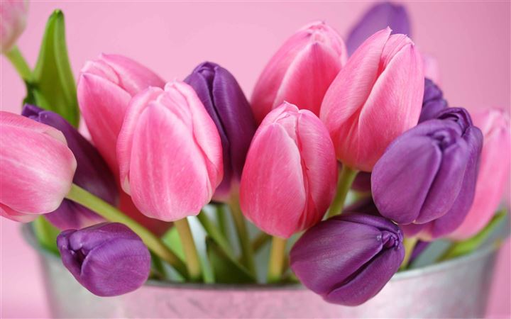 Pink And Purple Tulips All Mac wallpaper