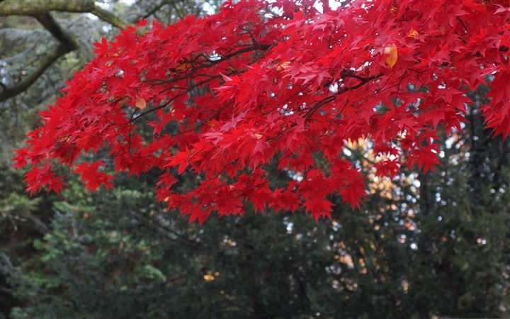 Red Acer Tree All Mac wallpaper