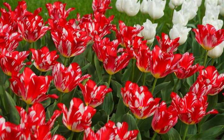 Red And White Tulips All Mac wallpaper