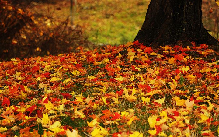 Red And Yellow Autumn Leaves All Mac wallpaper