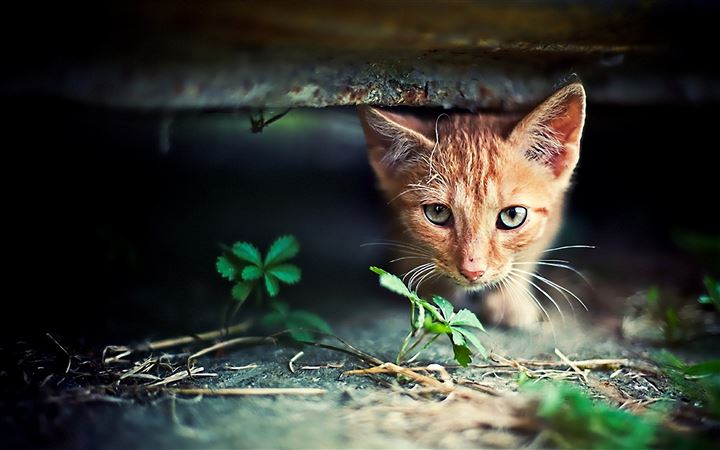 Red Kitten Hide Seek All Mac wallpaper
