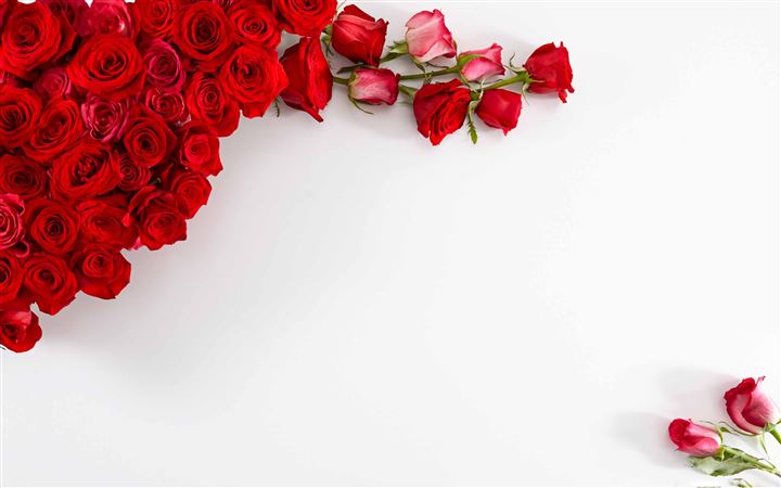 Red Roses On White Background All Mac wallpaper