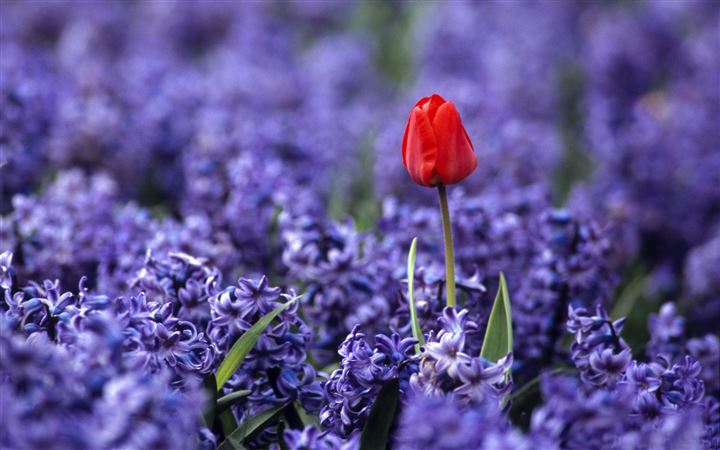 Red tulip and hyacinths All Mac wallpaper