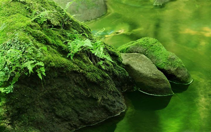 Rocks Covered In Moss All Mac wallpaper