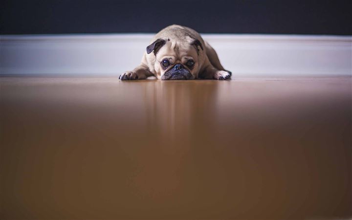 Saddest Pug Dog MacBook Air wallpaper