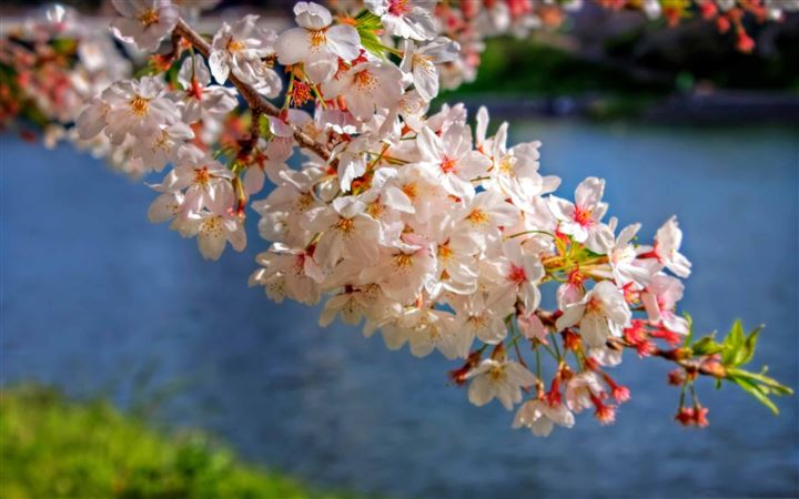 Sakura Blossom Branch All Mac wallpaper