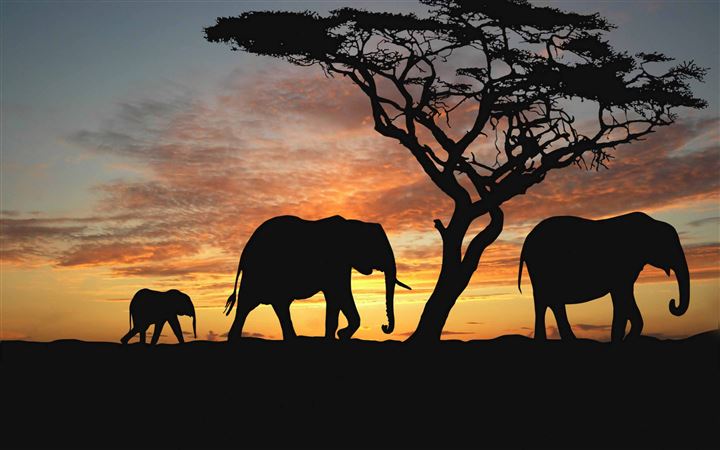 Savannah Elephants MacBook Air wallpaper