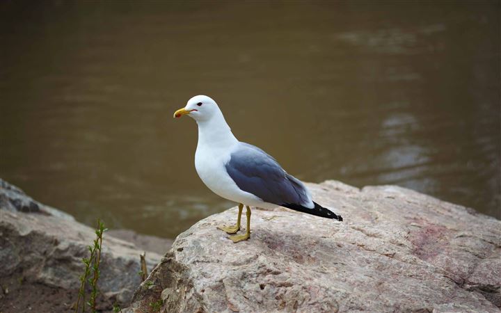 Seagull Standing On Rock All Mac wallpaper
