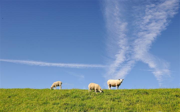 Sheeps MacBook Air wallpaper