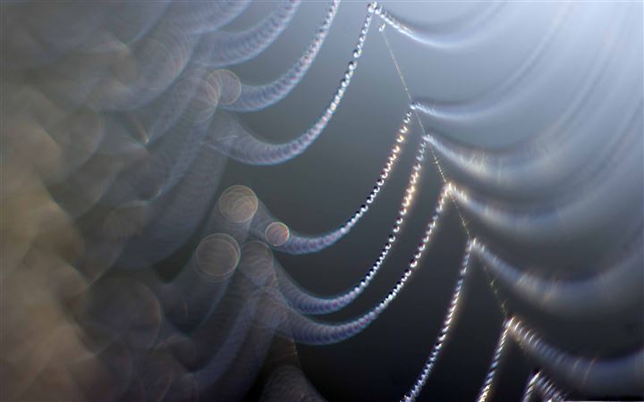 Spider Web Dew All Mac wallpaper