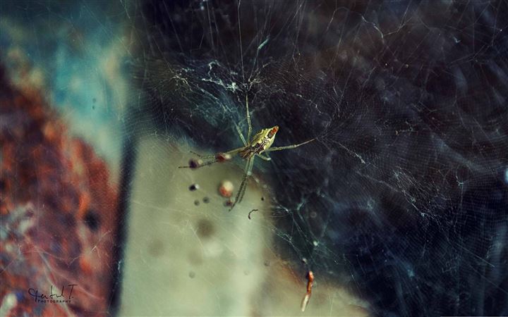 Spider Web All Mac wallpaper