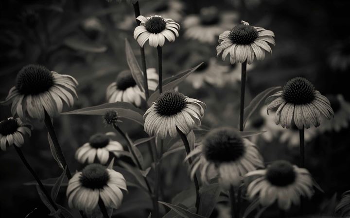 Summer In Black And White MacBook Air wallpaper