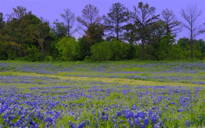 Texas Bluebonnet Field All Mac wallpaper