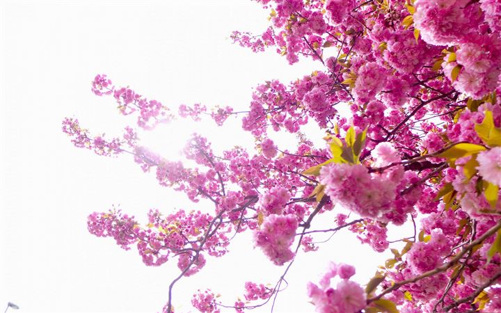 The Blossoms Tree All Mac wallpaper