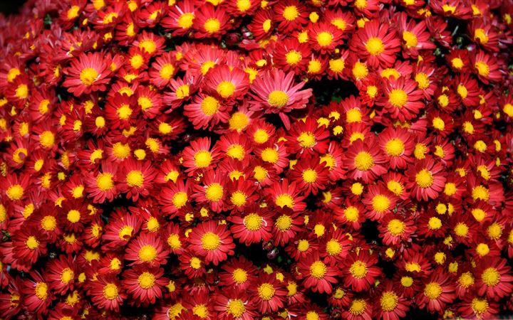 The Chrysanthemums All Mac wallpaper