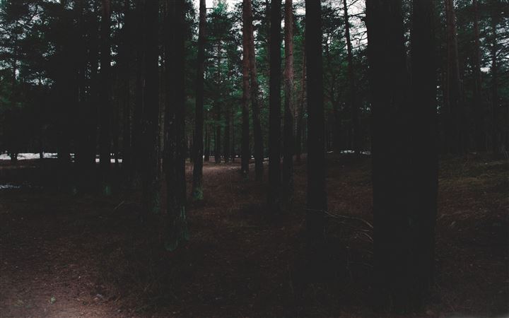 The Forest All Mac wallpaper
