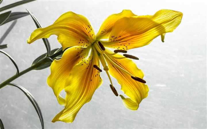 The Yellow Lily All Mac wallpaper