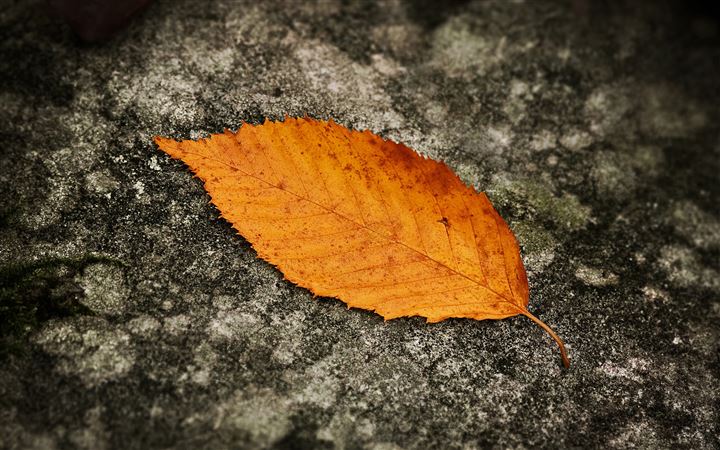The autumn leaves MacBook Air wallpaper