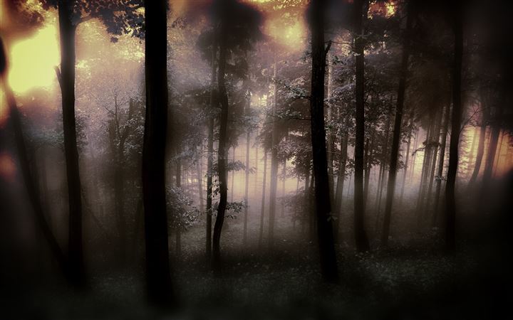 The fog of the forest All Mac wallpaper