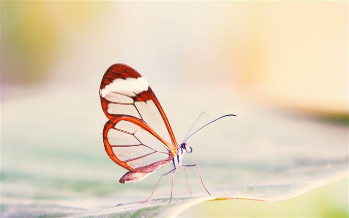 Transparent Wings Butterfly All Mac wallpaper
