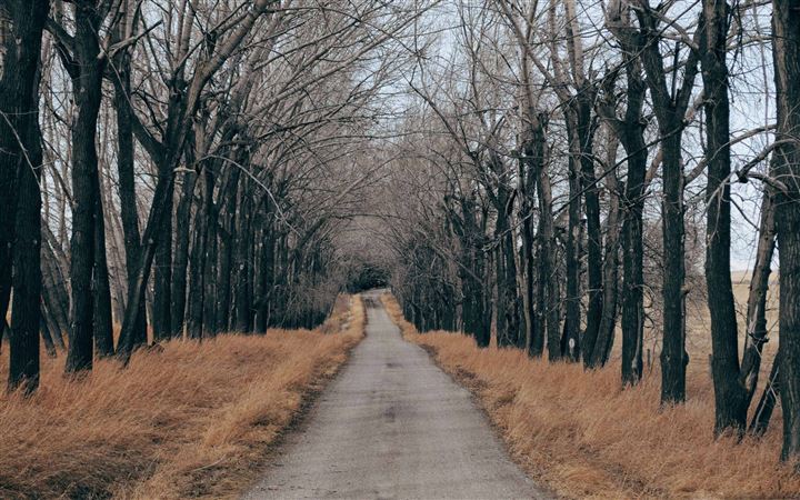 Trees Along A Country Road All Mac wallpaper