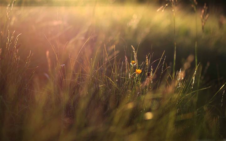 Two Yellow Flowers And Grass All Mac wallpaper