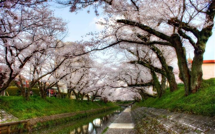 Under Sakura Trees All Mac wallpaper