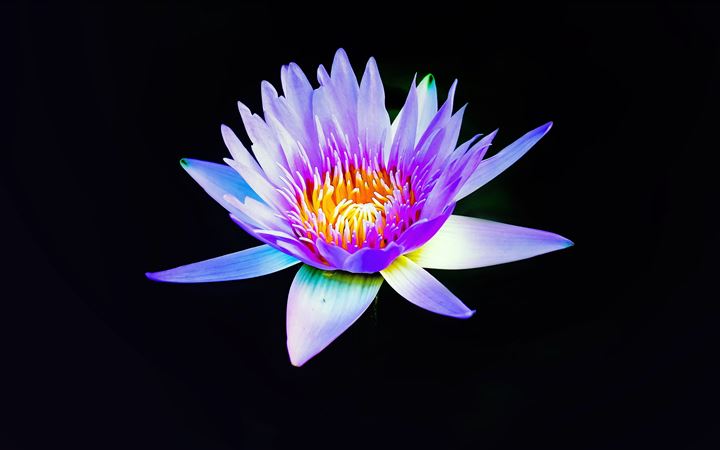 Violet water lily on black All Mac wallpaper