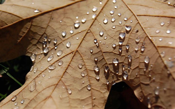 Water Drops On A Dried Leaf All Mac wallpaper
