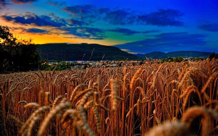 Wheat Field At Twilight All Mac wallpaper