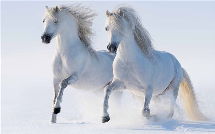 White Horses All Mac wallpaper