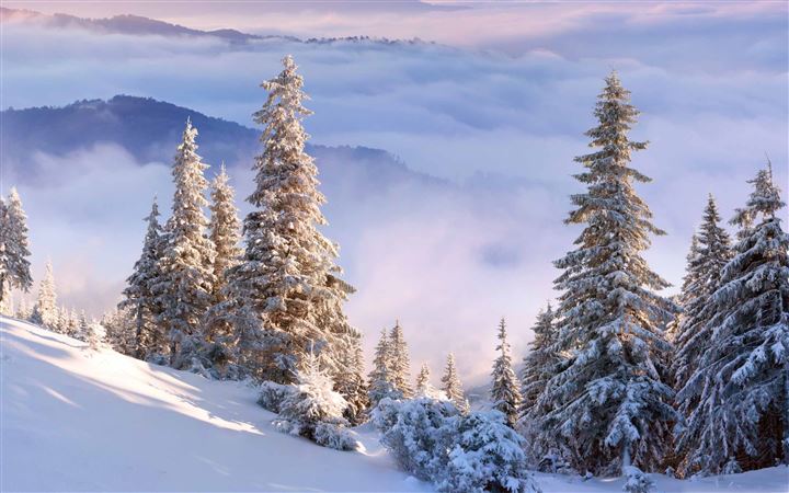 Winter Forest On Slope All Mac wallpaper