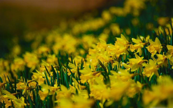 Yellow Daffodils All Mac wallpaper