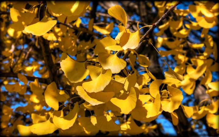 Yellow Ginkgo Leaves All Mac wallpaper