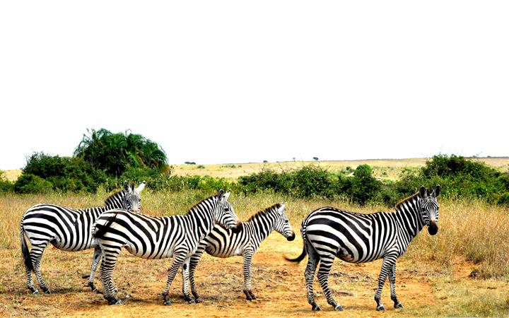 Zebras Lined Up All Mac wallpaper
