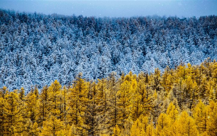aerial photography of blue and yellow trees All Mac wallpaper