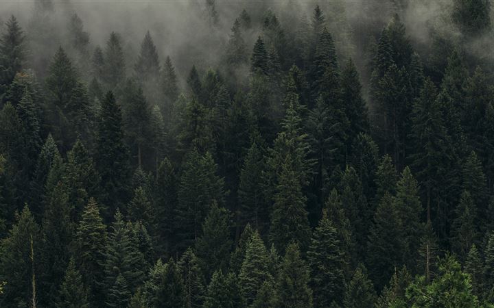 aerial view of pine trees... All Mac wallpaper