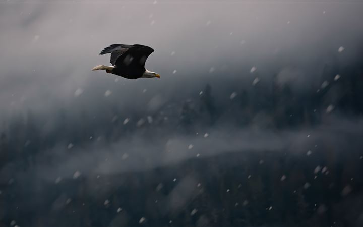 black eagle on mid air MacBook Air wallpaper
