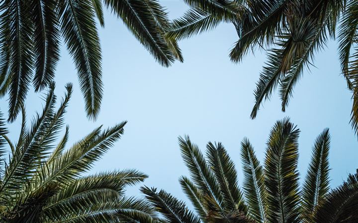 green palm tree under white sky MacBook Air wallpaper