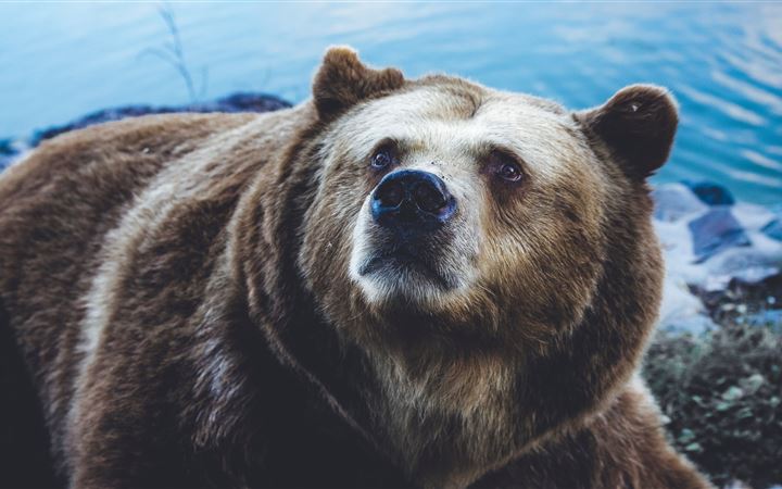 grizzly bear near body of water All Mac wallpaper