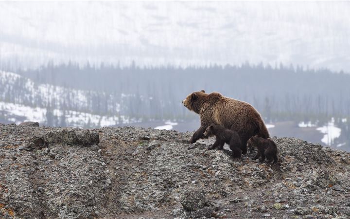 grizzly bear walking on mountain All Mac wallpaper